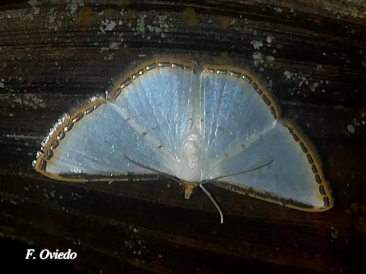 Leuciris fimbriaria
