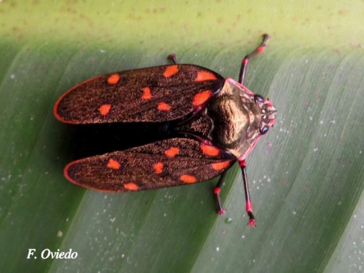 Mahanarva costaricensis (Salivazo)