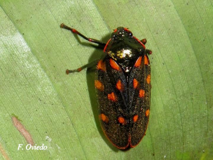 Mahanarva costaricensis (Salivazo)