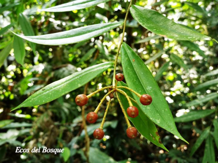 Marcgravia mexicana