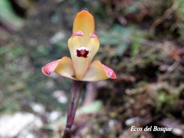 Maxillaria porrecta