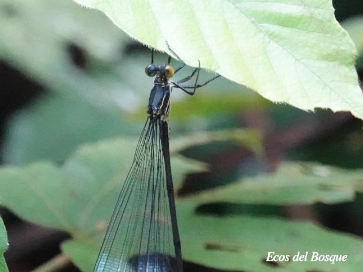 Megaloprepus caerulatus