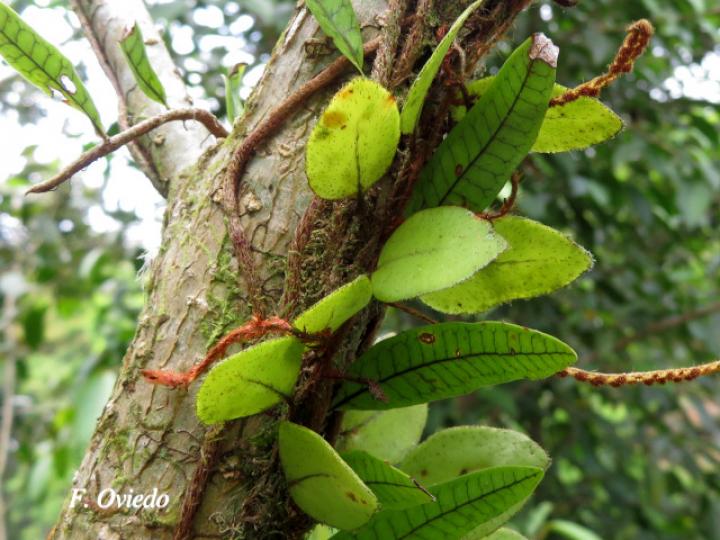 Microgramma reptans