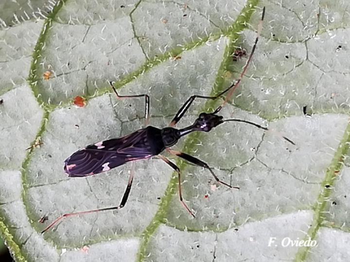 Myodocha unispinosa (Chinche de semillas)