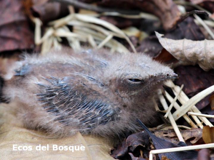 Nyctidromus albicollis (Cuyeo, tapacaminos)