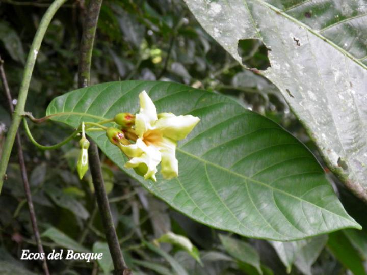 Odontadenia semidigyna