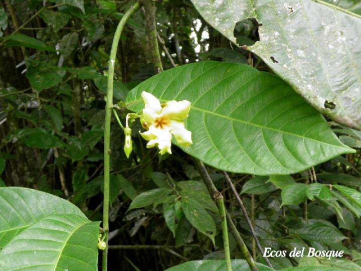 Odontadenia semidigyna