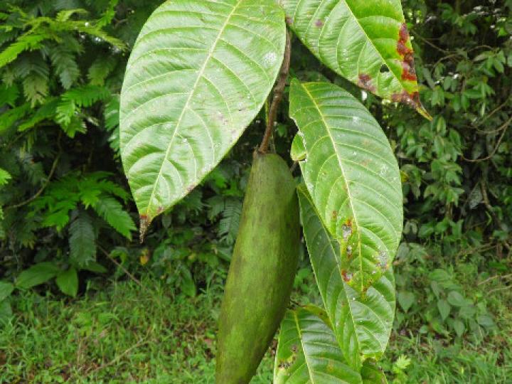 Odontadenia semidigyna