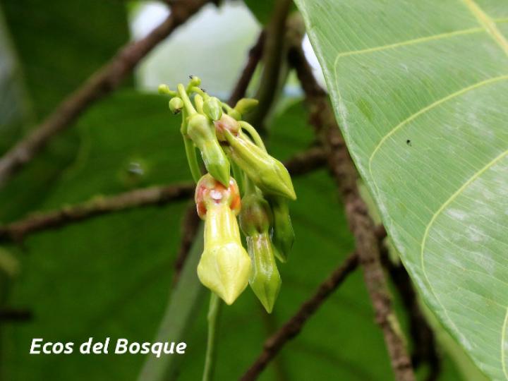 Odontadenia semidigyna