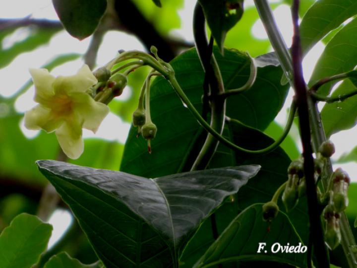 Odontadenia semidigyna