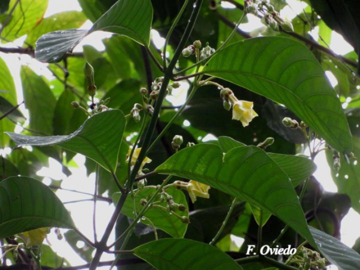 Odontadenia semidigyna