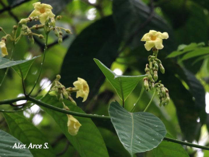 Odontadenia semidigyna