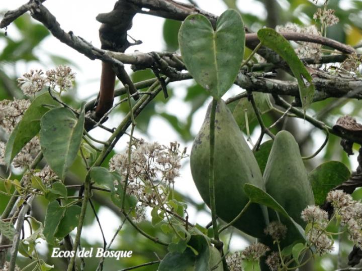 Odontadenia semidigyna