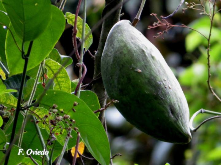 Odontadenia semidigyna