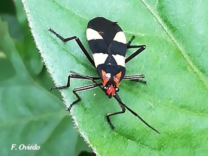 Oncopeltus varicolor (Gran chinche del algodoncillo)