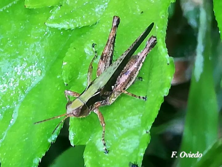 Orphulella punctata