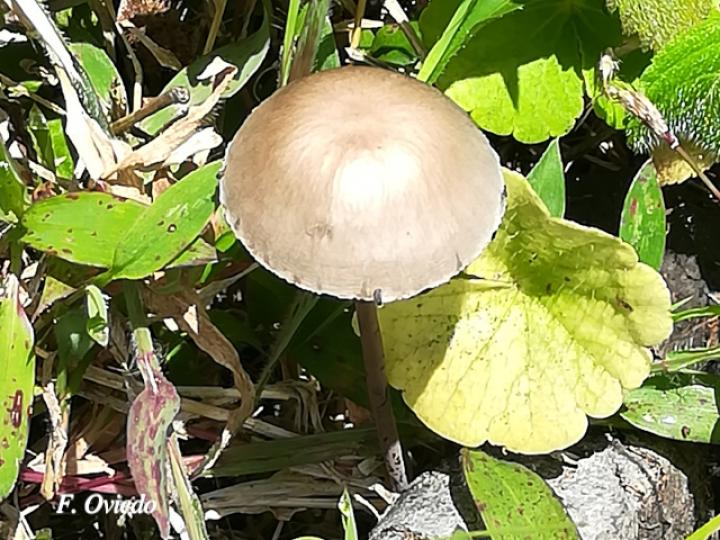 Panaeolus sp