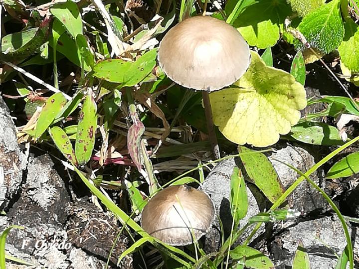 Panaeolus sp