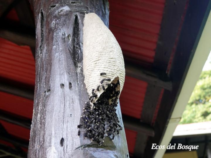 Parachartergus apicalis