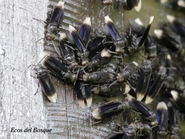 Parachartergus apicalis