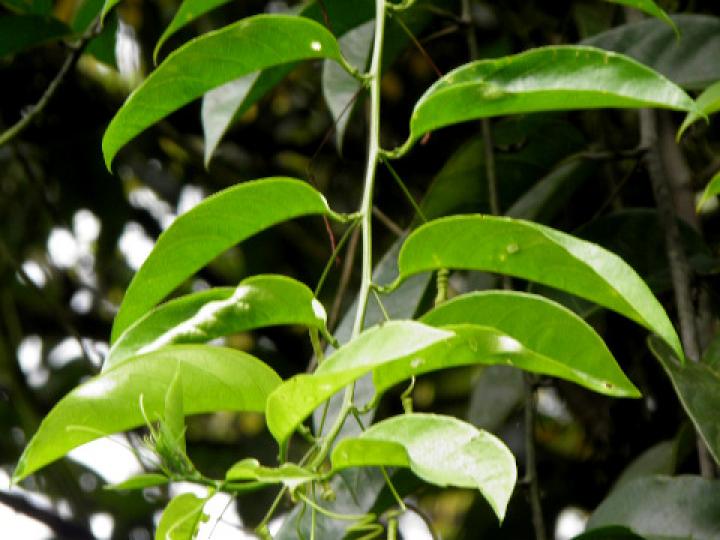 Passiflora ambigua