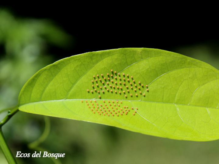 Passiflora ambigua