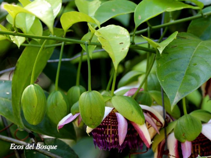 Passiflora ambigua