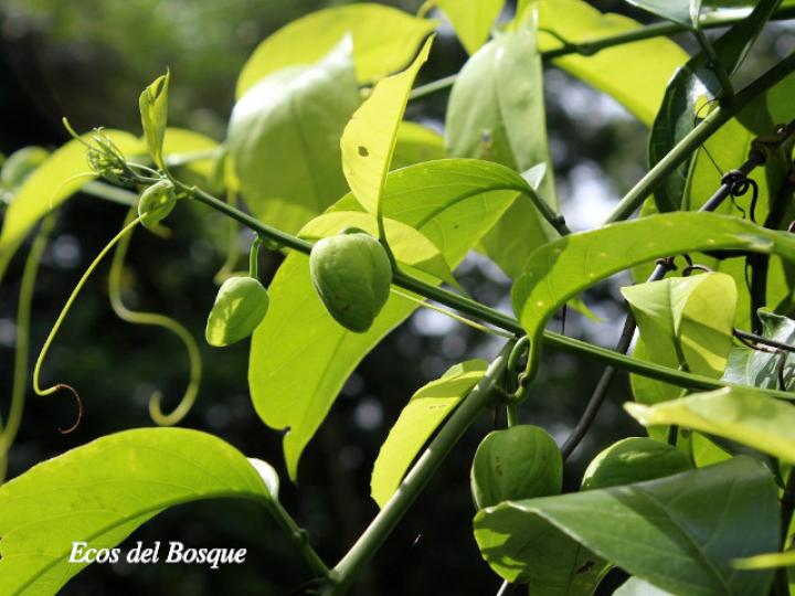 Passiflora ambigua