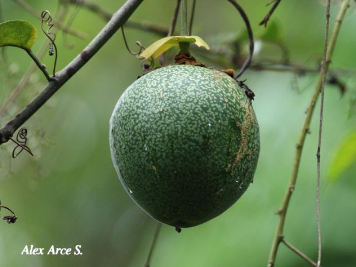 Passiflora ambigua