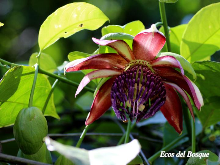 Passiflora ambigua