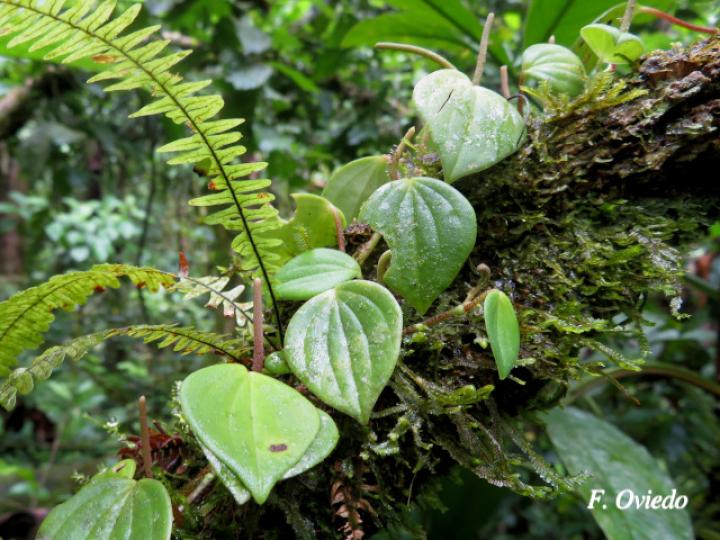 Peperomia urocarpa