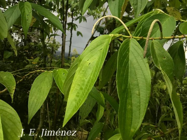 Piper aduncum (Cordoncillo)