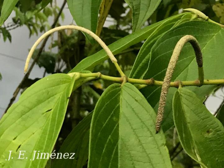 Piper aduncum (Cordoncillo)