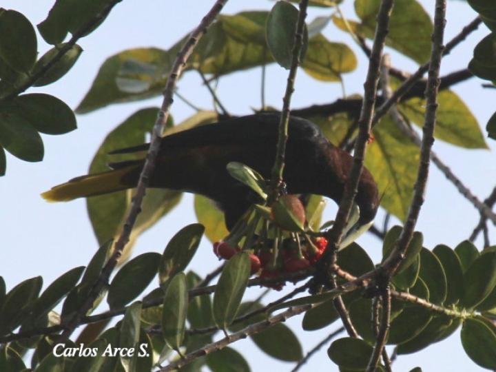 Psarocolius wagleri (Oropéndola cabecicastaña)