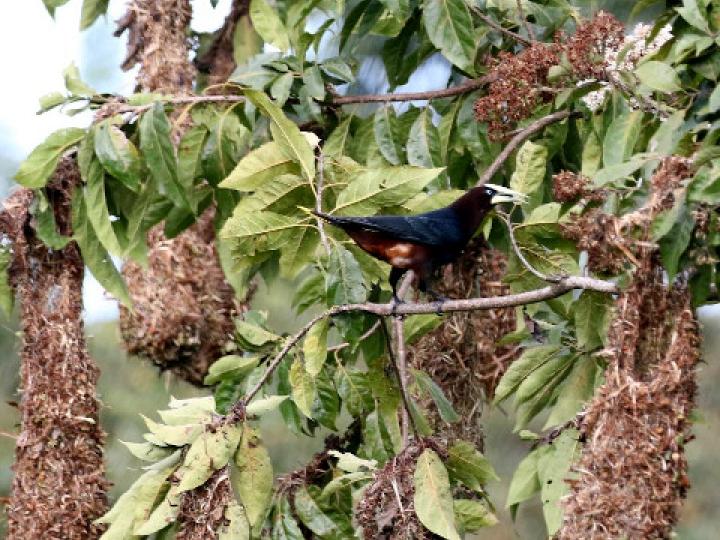 Psarocolius wagleri (Oropéndola cabecicastaña)