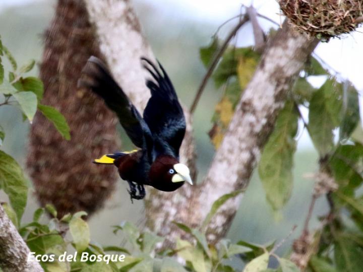 Psarocolius wagleri (Oropéndola cabecicastaña)