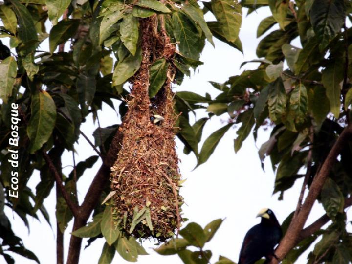 Psarocolius wagleri (Oropéndola cabecicastaña)
