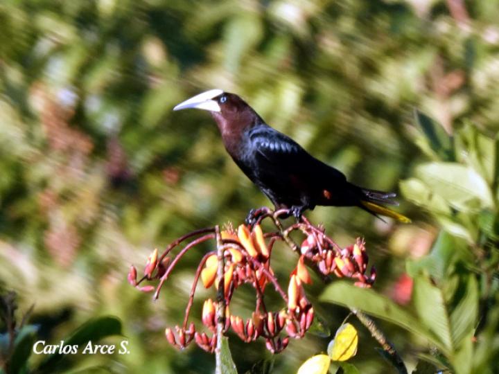 Psarocolius wagleri (Oropéndola cabecicastaña)
