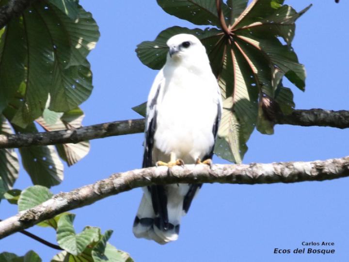 Pseudastur albicollis (Gavilán blanco)
