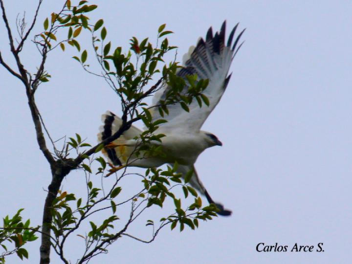 Pseudastur albicollis (Gavilán blanco)