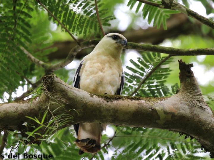 Pseudastur albicollis (Gavilán blanco)