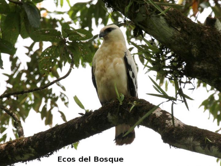 Pseudastur albicollis (Gavilán blanco)
