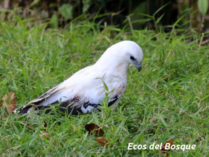 Pseudastur albicollis (Gavilán blanco)