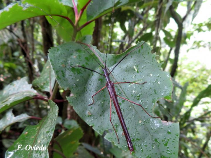 Pseudophasma unicolor (Juan palo)