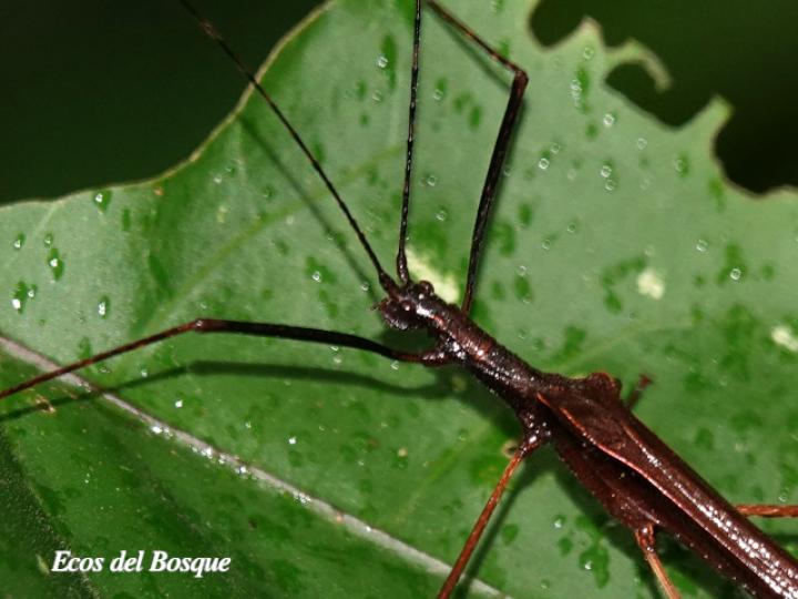 Pseudophasma unicolor (Juan palo)