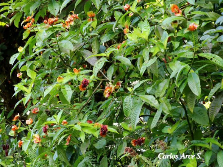 Psychotria elata