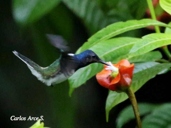 Jacobino visita Psychotria elata