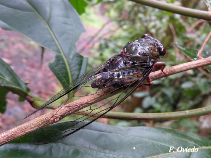 Quesada gigas (Chicharra gigante)