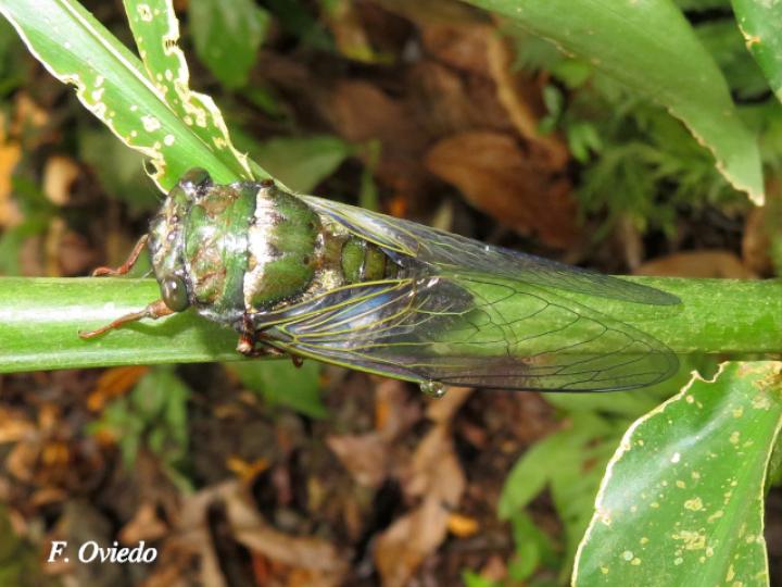Quesada gigas (Chicharra gigante)