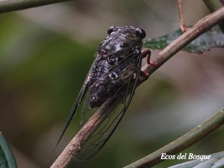 Quesada gigas (Chicharra gigante)